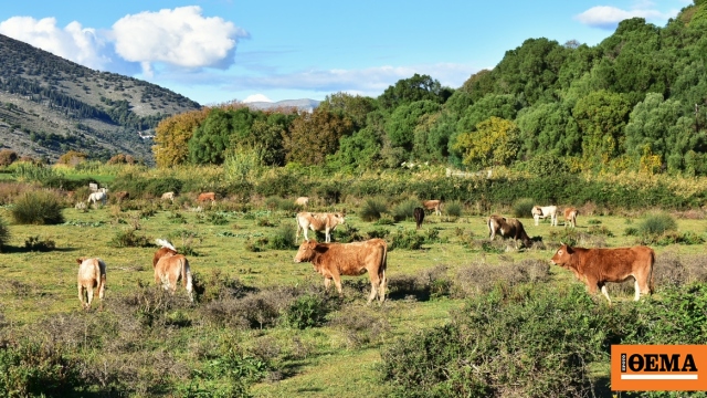 Δύο νέα κρούσματα αφθώδους πυρετού σε εκτροφές σε Λέσβο, εφαρμόζονται άμεσα τα προβλεπόμενα μέτρα