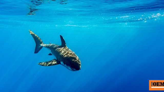 Καρχαρίες τίγκα σε… κοκαΐνη και καφεΐνη: Τι βρήκαν οι επιστήμονες σε τουριστικό «παράδεισο»