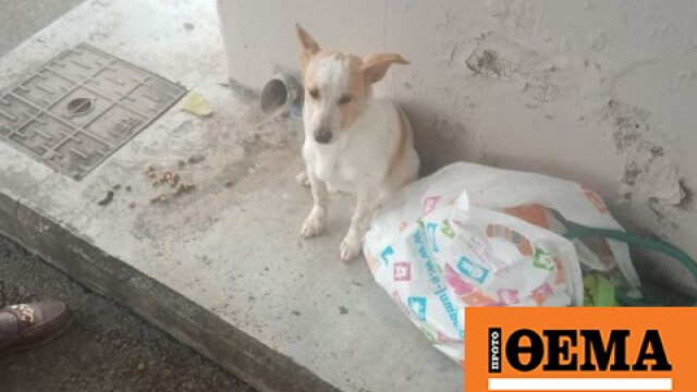 Εγκατέλειψαν σκυλάκι σε στάση λεωφορείου στη Λεμεσό μαζί με τα παιχνίδια του, δείτε το βίντεο που ραγίζει καρδιές