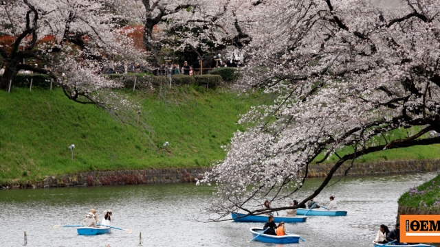 Άνθισαν οι κερασιές στο Τόκιο, πλήθος κόσμου απολαμβάνει το ροζ τοπίο