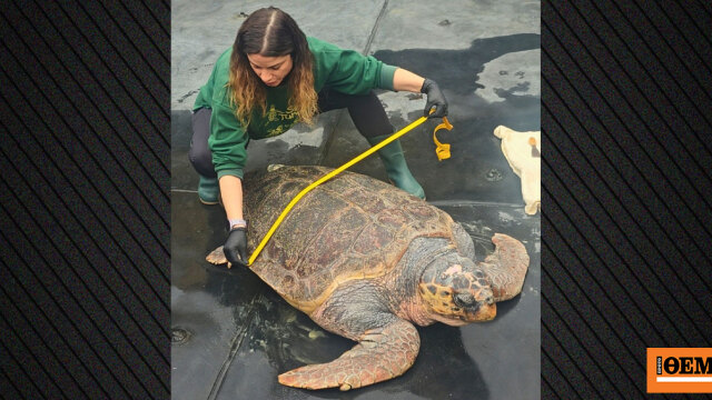 Από την κακοποίηση στην ελευθερία: Χελώνα γίγας 105 κιλών επιστρέφει στη θάλασσα μετά τη διάσωσή της στην Ελλάδα