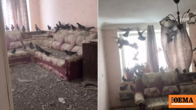 Ρώσος άφησε το παράθυρο ανοιχτό για 3 χρόνια και το διαμέρισμά του έγινε αποικία περιστεριών (vid)