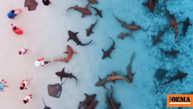 Εντυπωσιακό βίντεο από τις Μαλδίβες: Καρχαρίες κολυμπούν σε ρηχά νερά και επισκέπτες τους παρακολουθούν από απόσταση αναπνοής
