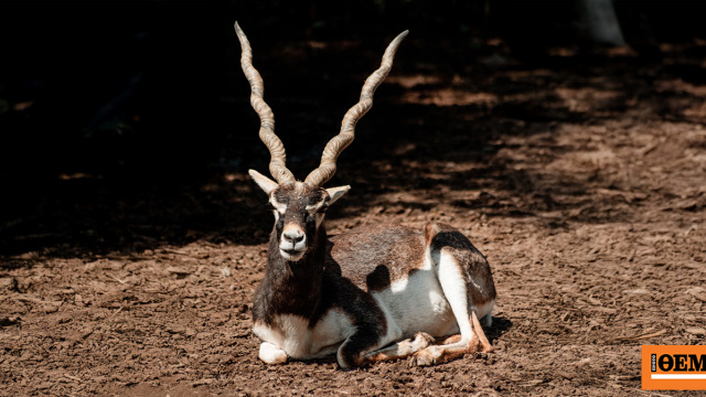 Πυροβόλησαν και σκότωσαν σπάνιο είδος αντιλόπης σε ζωολογικό κήπο στη Βιέννη