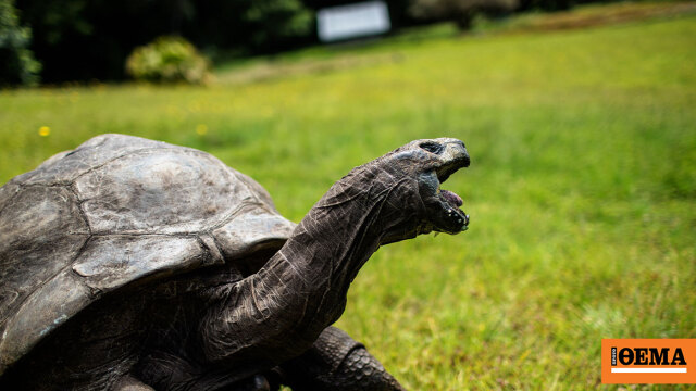 Απατεώνας με κρυπτονομίσματα πέθανε τη χελώνα Τζόναθαν που αισίως «πάτησε» τα 194