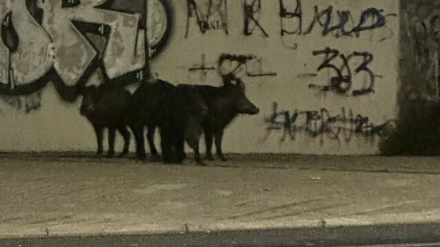 Αγριογούρουνα εμφανίστηκαν κοντά σε περιφερειακό δρόμο στον Βόλο