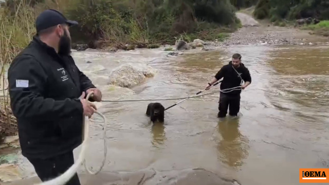 Διασώθηκαν δύο τσοπανόσκυλα που είχαν εγκλωβιστεί σε ποταμό στη Χαλκιδική, δείτε βίντεο