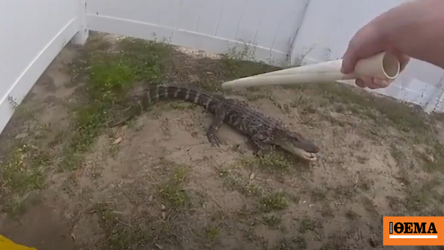 Αστυνομικός στη Φλόριντα παλεύει με κροκόδειλο για να τον «συλλάβει», δείτε βίντεο