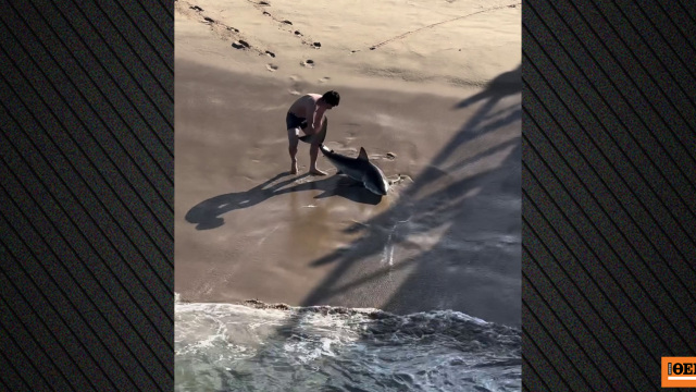 Η συγκλονιστική στιγμή που 20χρονος ψαράς σώζει λευκό καρχαρία που είχε μπλεχτεί στην πετονιά του στην Καλιφόρνια, δείτε βίντεο