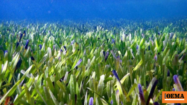 Το γηραιότερο ζωντανό ον στον πλανήτη βρίσκεται στην Ισπανία και έχει αλλάξει ελάχιστα τα τελευταία 220 εκατομμύρια χρόνια