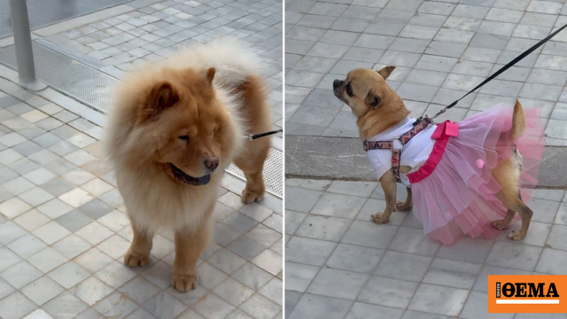 Η πρώτη αγκαλιά που σημαίνει πολλά: Η στιγμή που υιοθετούνται σκύλοι και γάτες στο Woof Festival 2026 από topetmou.gr