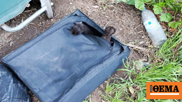 Άφησαν νεογέννητα γατάκια μέσα σε βαλίτσα δίπλα σε κάδο στη Ραφήνα