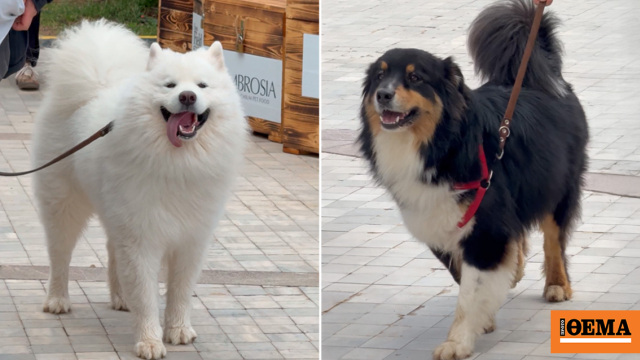 Woof Festival: Όμορφες εκπλήξεις και υπέροχες τετράποδες παρουσίες στη δεύτερη μέρα της γιορτής της φιλοζωίας στο πεδίο του Άρεως