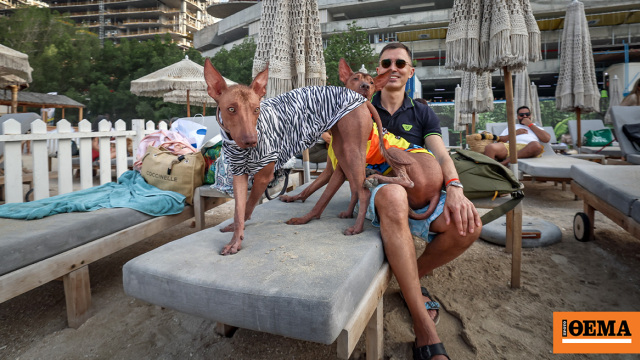 Φεστιβάλ σκύλων στο Ντουμπάι σαν να μην συμβαίνει τίποτα