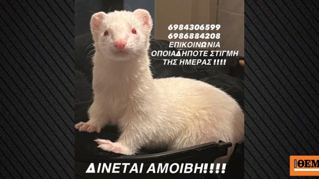 Χάθηκε οικόσιτο κουνάβι αλμπίνο στη Νίκαια, δίνεται αμοιβή σε όποιον το βρει