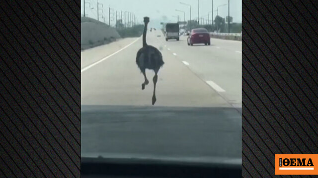 Δείτε βίντεο: Στρουθοκάμηλος «φυγάς» τρέχει σε αυτοκινητόδρομο στην Ταϊλάνδη δίπλα στα αυτοκίνητα