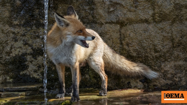 Ξεκινά η 22η εναέρια εκστρατεία εμβολιασμού αλεπούδων κατά της λύσσας: Ρίψεις δολωμάτων σε 17 Περιφερειακές Ενότητες
