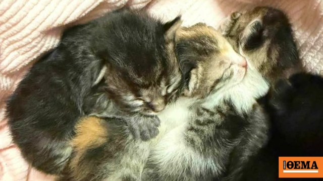 Μήνυση σε βάρος άνδρα στο Αγρίνιο: Φέρεται να εγκατέλειψε γατάκια σε σακούλα, συνελήφθη από τις Αρχές