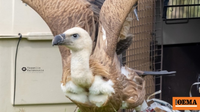 Ρέθυμνο: Έξι γύπες επέστρεψαν στο φυσικό τους περιβάλλον, δείτε βίντεο από την απελευθέρωσή τους