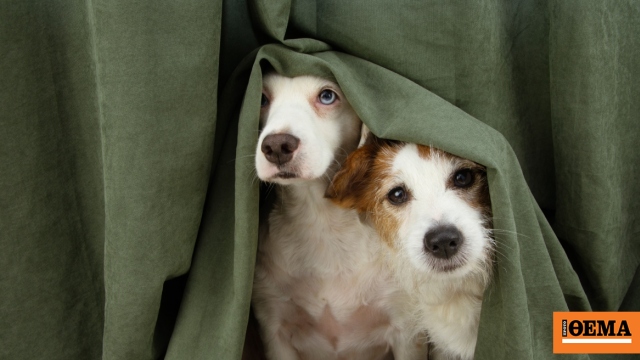 Πάσχα: Τι να κάνετε αν ο σκύλος σας φοβάται τα πυροτεχνήματα το βράδυ της Ανάστασης