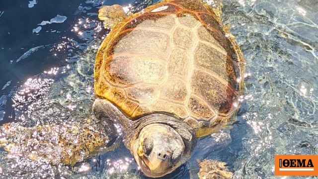 Η θαλάσσια χελώνα «Capella» επέστεψε στο φυσικό της περιβάλλον, είχε βρεθεί τραυματισμένη με σοβαρό χτύπημα στο κεφάλι