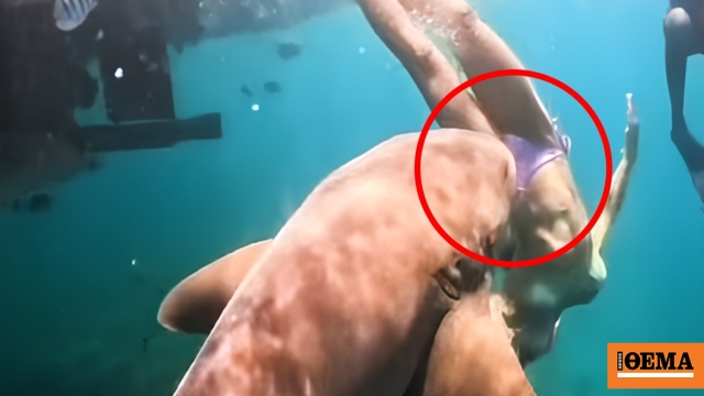 Βραζιλία: Καρέ-καρέ η στιγμή που καρχαρίας αρπάζει από το πόδι τουρίστρια μόλις βουτά στη θάλασσα, δείτε βίντεο