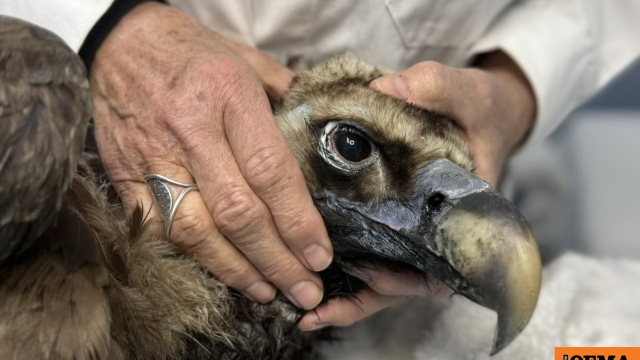 Ο αρσενικός μαυρόγυπας «Ιωάννα» επέστρεψε στη Δαδιά: Το χρονικό της διάσωσης που συγκίνησε