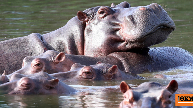 Ευθανασία δεκάδων «ιπποπόταμων της κοκαΐνης» στην Κολομβία που συνδέονται με τον Πάμπλο Εσκομπάρ