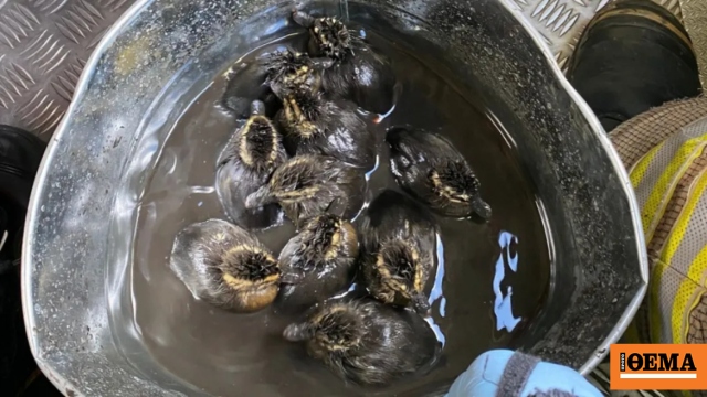 Μια ξεχωριστή επιχείρηση διάσωσης στην Αγγλία: Παπάκια έπεσαν σε φρεάτιο,  δείτε βίντεο από τη στιγμή που επανενώνονται με τη μητέρα τους