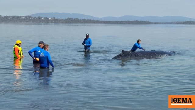 Δύσκολη επιχείρηση διάσωσης 24 ωρών στην Αυστραλία: Φάλαινα 12 τόνων εγκλωβίστηκε σε ρηχά νερά, δείτε βίντεο