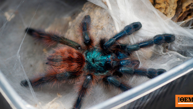 Γυναίκα ξέχασε σε τρένο στη Γερμανία πακέτο με 20 βραζιλιάνικες ταραντούλες