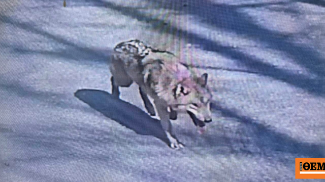 Βρήκαν τον λύκο που είχε δραπετεύσει από ζωολογικό κήπο στη Νότια Κορέα πριν από 9 ημέρες