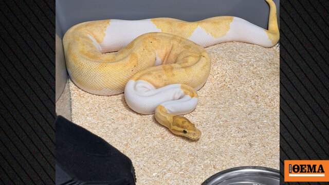 Απίστευτη υπόθεση στην Πολωνία, βρέθηκαν 148 βασιλικοί πύθωνες σε διαμέρισμα