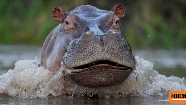 Κανείς δεν θέλει τους ιπποπόταμους του Πάμπλο Εσκομπάρ: Η ευθανασία ως μόνη λύση, η οικολογική απειλή και οι ακτιβιστές που αντιδρούν