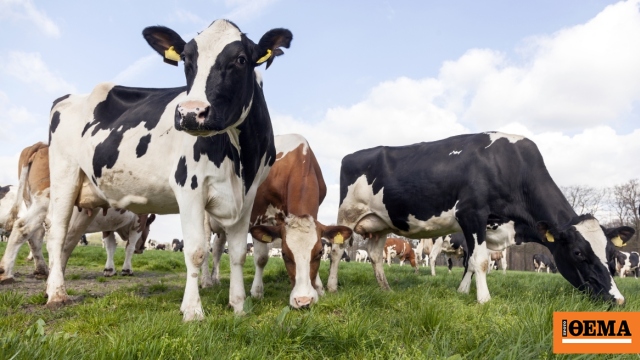 Σε αδιέξοδο τα τυροκομεία στη Λέσβο: Έκκληση για άμεση μεταφορά γαλακτοκομικών και αποζημιώσεις