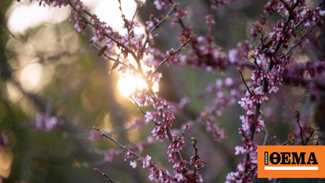 Ανοιξιάτικο σκηνικό με θερμοκρασία μέχρι 23 βαθμούς - Η πρόγνωση μέχρι την Πέμπτη