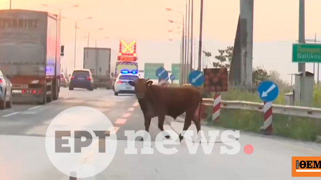 Αναστάτωση από αγελάδα που έτρεχε στην Εθνική Οδό στο ύψος της Σίδνου, δείτε βίντεο