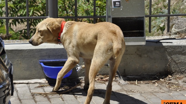 Μήνυση κατά παντός υπευθύνου από τον δήμο Πολυγύρου για τη μαζική δηλητηρίαση 21 σκύλων