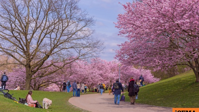 Η κλιματική αλλαγή παρατείνει την εποχή της γύρης στην Ευρώπη και επιβαρύνει εκατομμύρια πολίτες, δείχνει νέα μελέτη
