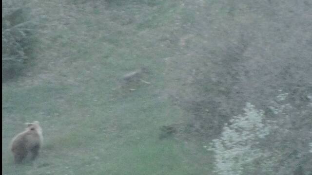 Η κάμερα «έπιασε» μία άγρια καταδίωξη, αρκούδα κυνήγησε λύκο για να προστατεύσει το μικρό της στη Βάλια Κάλντα, δείτε βίντεο