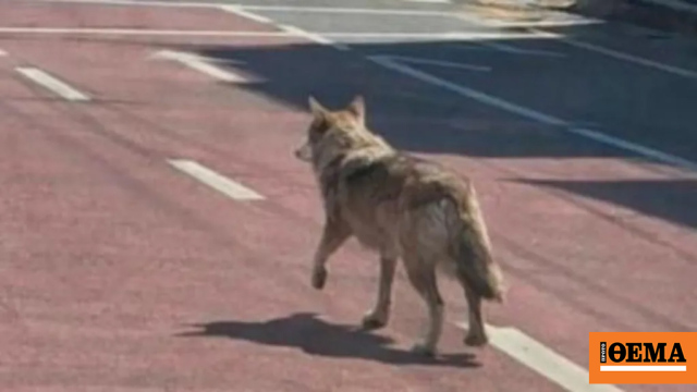 Άντρας συνελήφθη στη Νότια Κορέα επειδή κοινοποίησε ψεύτικη φωτογραφία λύκου που είχε δραπετεύσει από ζωολογικό κήπο