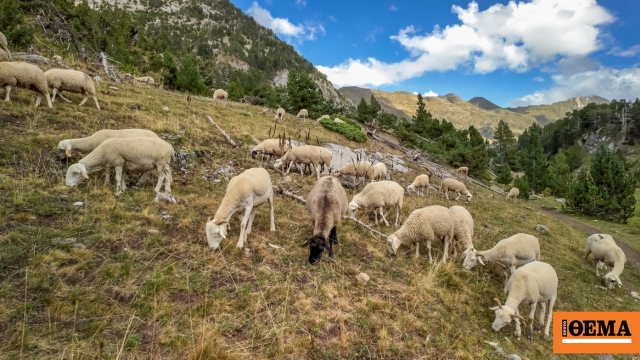 Κρήτη: Δύο αδέρφια επιτέθηκαν σε 36χρονο με μαχαίρι επειδή τους κατηγόρησε ότι τα ζώα τους μπαίνουν στο χωράφι του