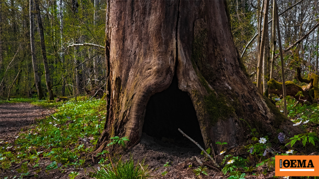 Βρήκε μεταλλικό σωλήνα κολλημένο σε δέντρο και αποδείχθηκε πως είναι ένα ιστορικό τεχνούργημα αξίας 75.000 ευρώ