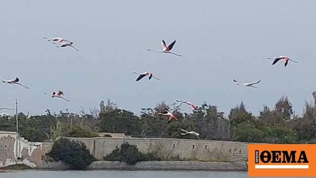 Εντυπωσιακό βίντεο: Πολύχρωμα φλαμίνγκο πέταξαν και χρωμάτισαν τον ουρανό της Πάρου