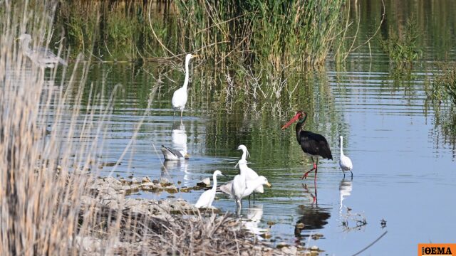 Σπάνιος μαυροπελαργός εμφανίστηκε στην Κάρλα, βίντεο και φωτογραφίες