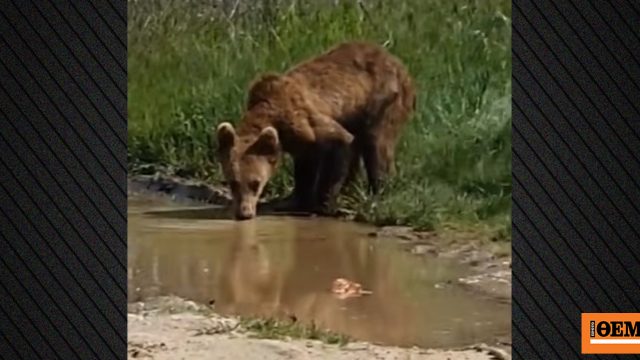 Αρκουδάκι εμφανίστηκε στη μέση του δρόμου στην Εορδαία, δείτε βίντεο