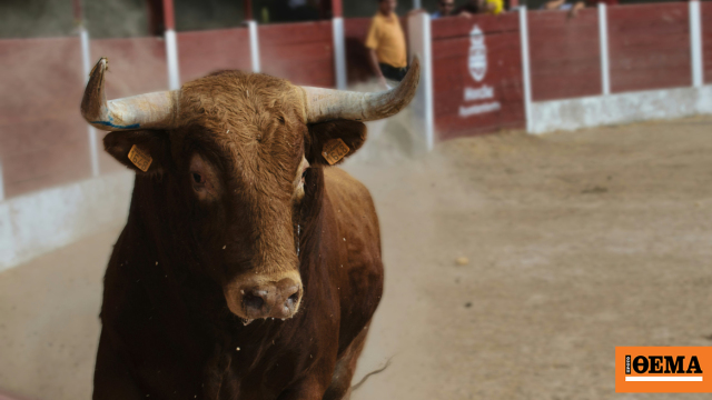 Ταύρος επιτέθηκε και σκότωσε 33χρονο ιδιοκτήτη ράντζου σε φεστιβάλ της Ανδαλουσίας, σοκαριστικό βίντεο