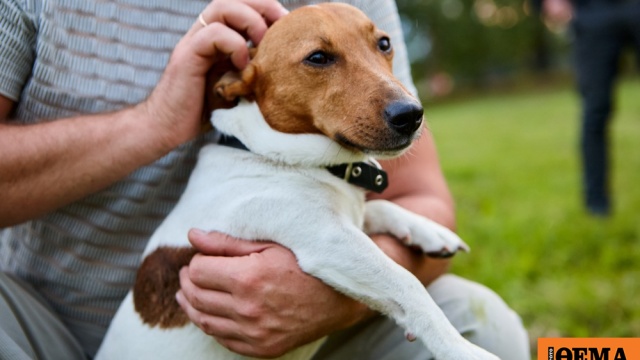 Προσπάθησε να πουλήσει σκύλο σε περαστικό στη Θεσσαλονίκη για 50 ευρώ και θα πληρώσει 4.000 ευρώ πρόστιμο