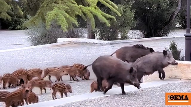 Οικογένεια από αγριογούρουνα πήγε... καλεσμένη σε γάμο στους Θρακομακεδόνες, δείτε βίντεο