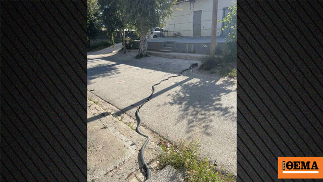 Μεγάλη αστυνομική επιχείρηση σε οικισμό στο Ζεφύρι, 10 συλλήψεις για ρευματοκλοπές